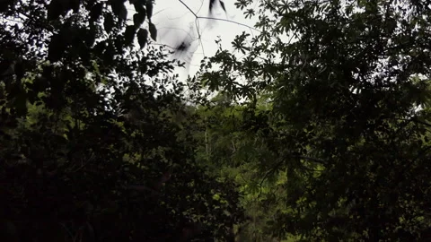 Bats Flying Out Of Bat Volcano In Calakmul Mexico Video stock 233689959