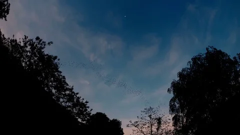 Bats flying out of the cave at dusk sky Stock Footage 79806808