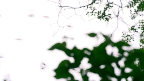 Bats flying out from cave Stock Footage 83365998