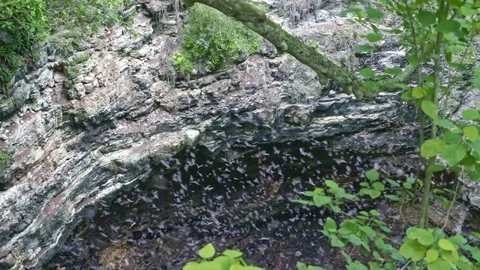 Bats flying out from cave Stock Footage 83366072