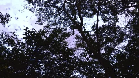 Bats flying out from cave Stock Footage 83366074