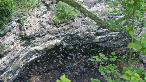 Bats flying out from cave Stock Footage 83366118