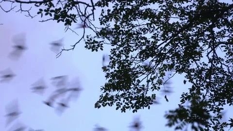 Bats flying out from cave Stock Footage 83366138