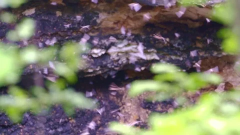 Bats flying out from cave Stock Footage 83531476