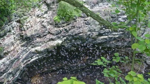 Bats flying out from cave Stock Footage 83532249
