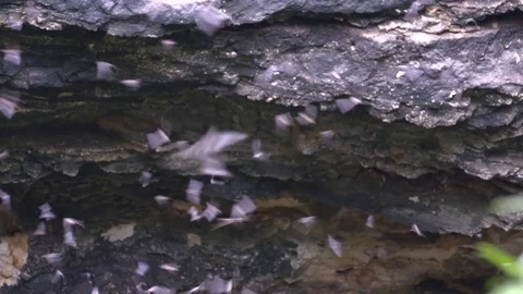 Bats flying out from cave Stock Footage 83533337