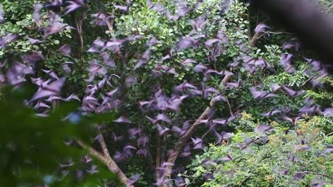 Bats flying out from cave Stock Footage 83534309