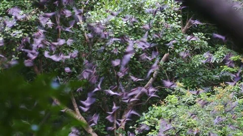 Bats flying out from cave Stock Footage 83534719
