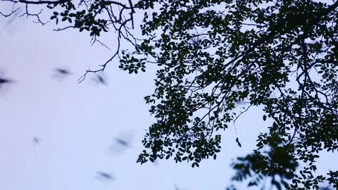 Bats flying out from cave Stock Footage 83535554