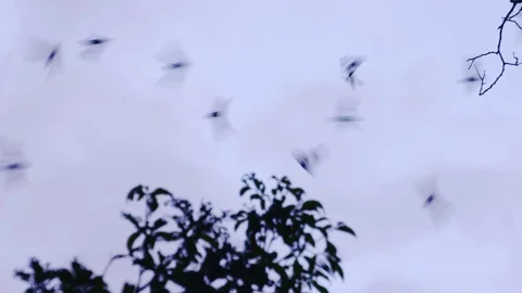 Bats flying out from cave Stock Footage 83536527