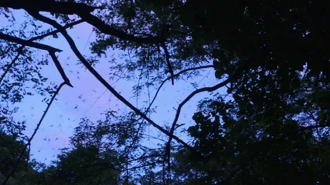 Bats flying out from cave Stock Footage 83537037