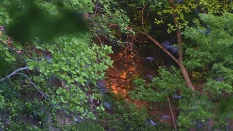 Bats flying out from cave Stock Footage 83537050