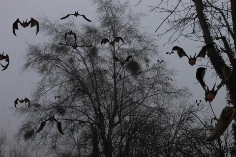Bats flying out of a tree Vídeo Stock 149927022