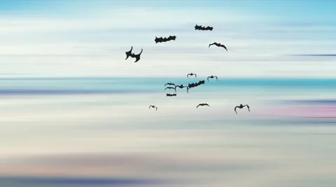 Bats flying over abstract seascape Stock Footage 40342757