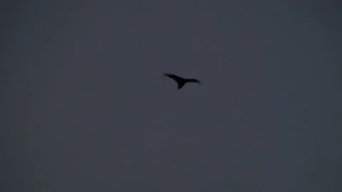 Bats Flying Over Hyde Park, Flying Foxes, Sydney, Australia Stock Footage 158927708
