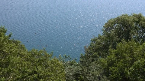 Bats flying over lake Stock Footage 125482031