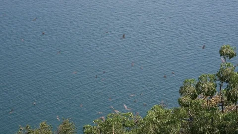 Bats flying over lake Video stock 125485105