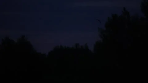Bats flying over tree silhouettes at night in slow motion, Varazdin, Croatia Stock Footage 334587498