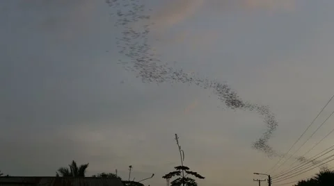 Bats flying in Phitsanulok Stock Footage 65565039