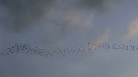 Bats flying in Phitsanulok Stock Footage 65565148