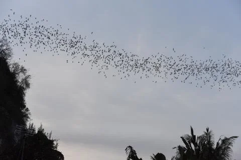 Bats flying in a row at mount Phnom Sempeau, Cambodia Stock Photos