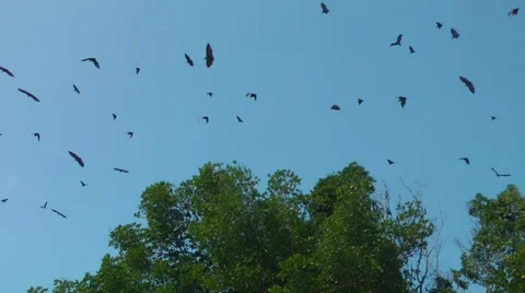 Bats Flying in the Sky in the Daylight 스톡 동영상 61752542