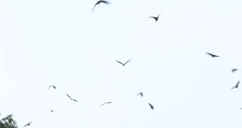 Bats flying in sky at dusk Stock Footage 125939601