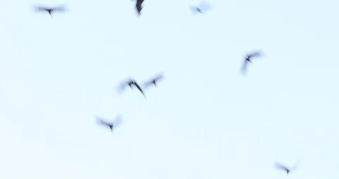 Bats flying in sky at dusk Stock Footage 125939609