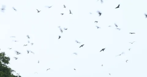 Bats flying in sky at dusk Stock Footage 125939629