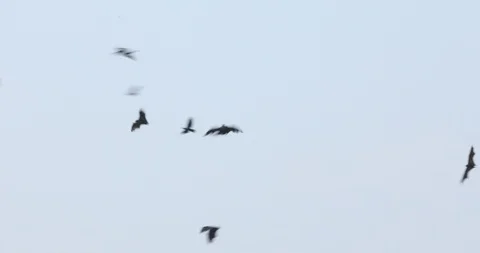 Bats flying in sky at dusk Stock Footage 125939684