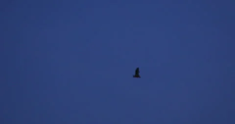 Bats flying in sky at dusk Stock Footage 142265624