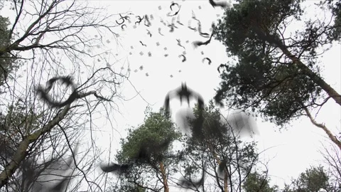 Bats Flying up in the Sky Stock Footage 93243931