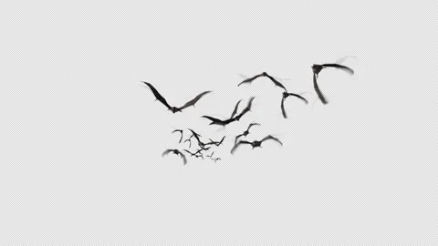 BATS FLYING STEADY - Front view 스톡 동영상 158255144