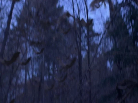 Bats Flying through the Forest at Dusk. Stock Footage 77338301