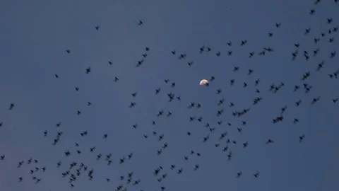 Bats flying through the moon at dusk sky Stock Footage 79669643