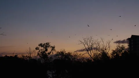 Bats flying through the sky on sundown with the orange glow of the sunset. Stock Footage 334664581