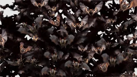 Bats Flying Towards Screen Halloween Transition Reveal with Alpha Transparency Stock Footage 317981040