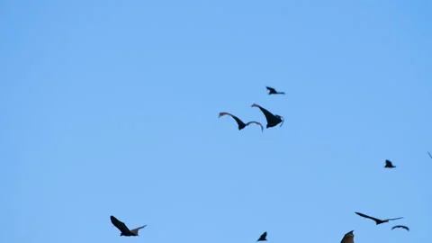 Bats flying under a blue sky Video stock 135476389