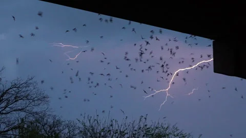 Bats flying Under Bridge with Lightning Stock Footage 306320877