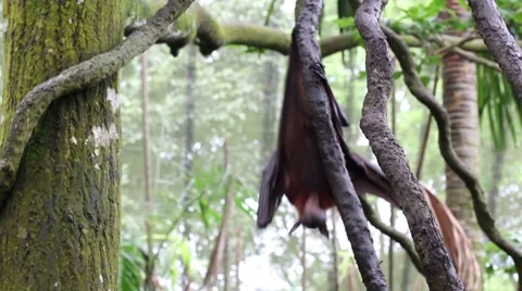 Bats Stock Footage 7763061