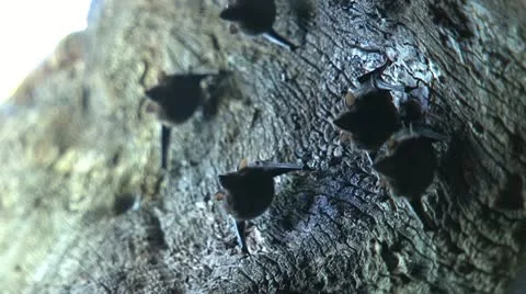 Bats Stock Footage