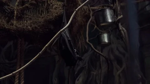 Bats Stock Footage 137652731