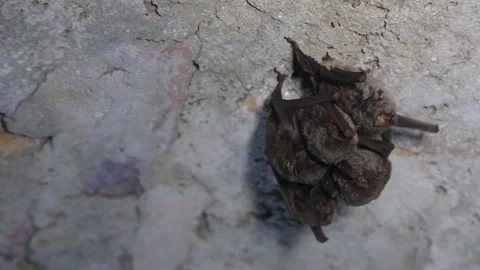 Bats Stock Footage 169895422
