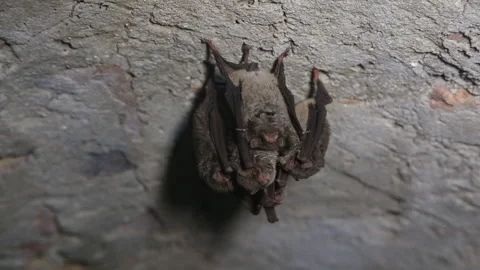 Bats Stock Footage 169895428