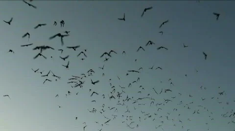 Bats Galore Stock Footage