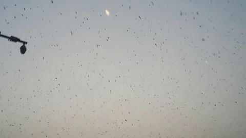Bats in Ghana Stock Footage 98195424