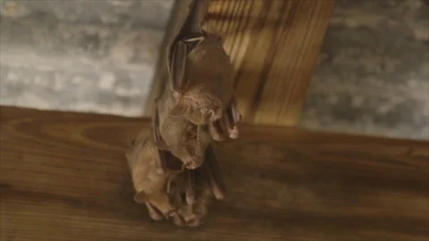 Bats Hang From Rafters in USVI Video stock 123666863