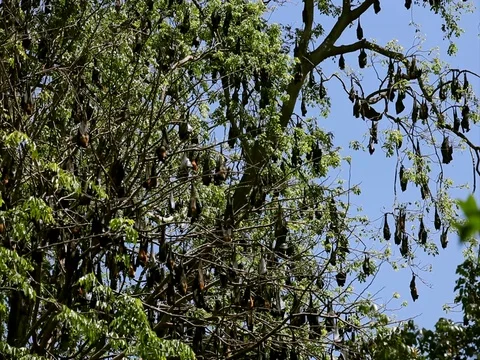 Bats hang on the tree, Kandy Royal Botanic King Gardens. Peradeniya, Sri Lanka Stock Footage 83619239