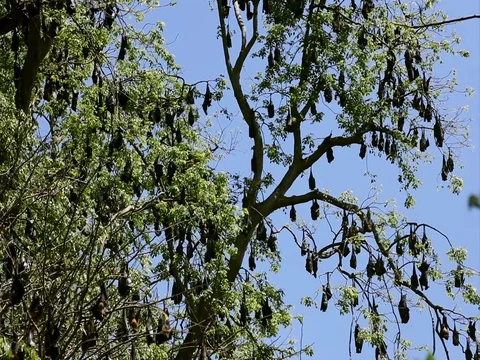 Bats hang on the tree, Kandy Royal Botanic King Gardens. Peradeniya, Sri Lanka Stock Footage 83619654