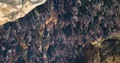 Bats hanging and flying close up at bat cave wall 4k or 4k+ Resolution